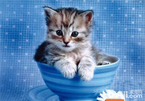 The teacup cat is What type? 