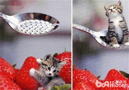 What kind of teacup cat is it?