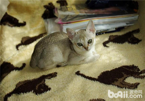 What kind of teacup cat is it?