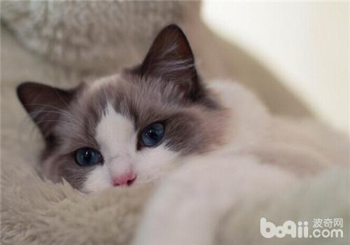 Who should raise Ragdoll cats?