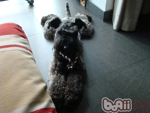 What toys are suitable for pet dogs to play with