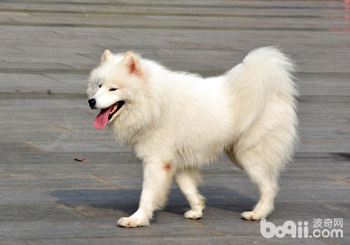 Some dogs What should I do if my dog ​​rolls just after taking a bath?