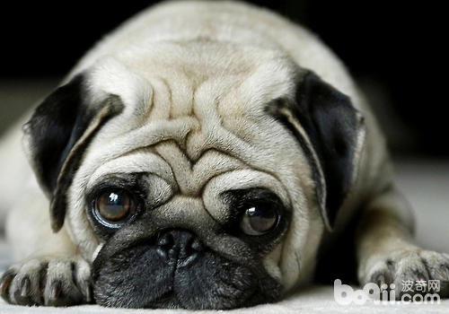What should I do if some dogs roll around just after taking a bath?