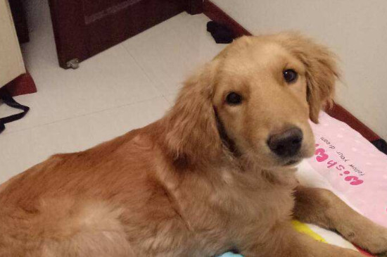 What should I do if my dog ​​is too thin but not putting on weight