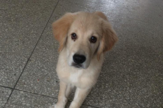 What should I do if my dog ​​is too thin but not putting on weight