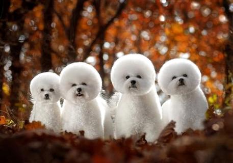 Training Bichon Frize Skills for 2 Months (Picture 1) 1)