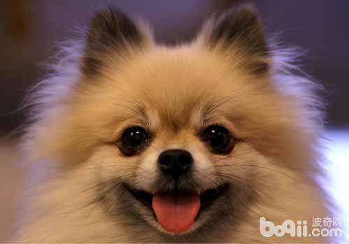 Bomei Indigestion What to do