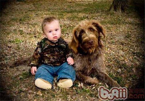 Common knowledge about protecting the hard-coated Griffon dog