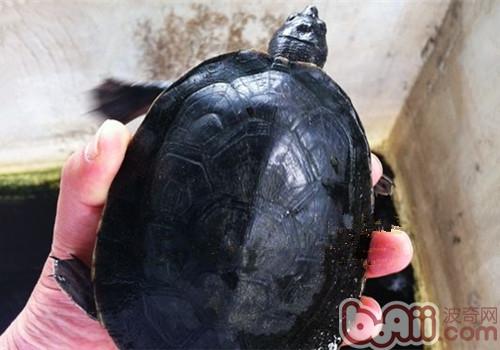 Central American River The focus of raising turtles